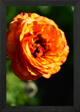 Orange Ranunculus Flower Close-Up Framed Wall Art Poster Canvas Print Picture Ranunculus