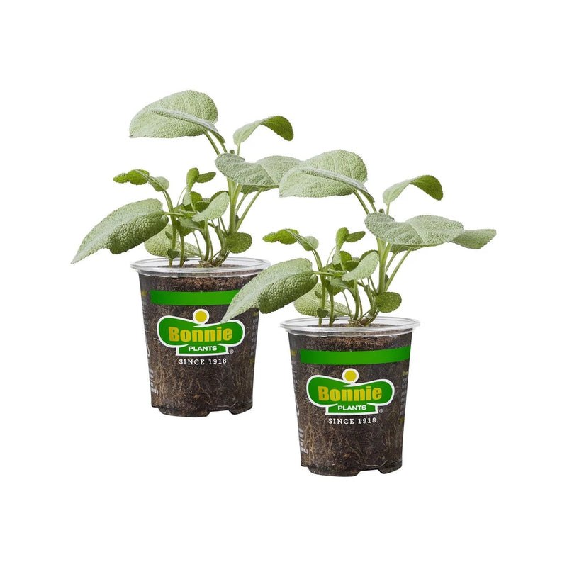 Bonnie Plants Garden Sage 19.3 oz. 2-Pack Garden Plants