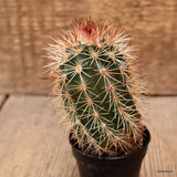 D4330 ECHINOCEREUS BARTHELOWANUS pot5,5-H9-W5 cm MaMa Cactus Green Plant