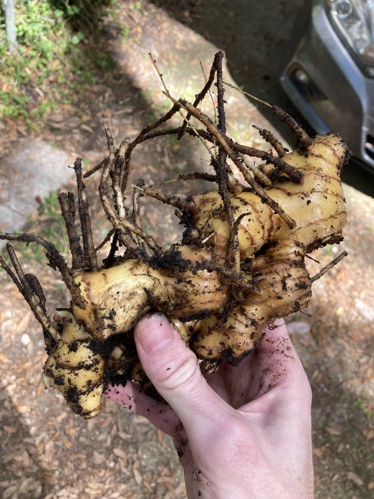 Ginger rhizome with knobby roots held in hand