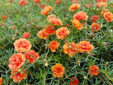 100 ORANGE PORTULACA Moss Rose Portulaca Grandiflora Flower Seeds *Comb S/H Flowering Plants