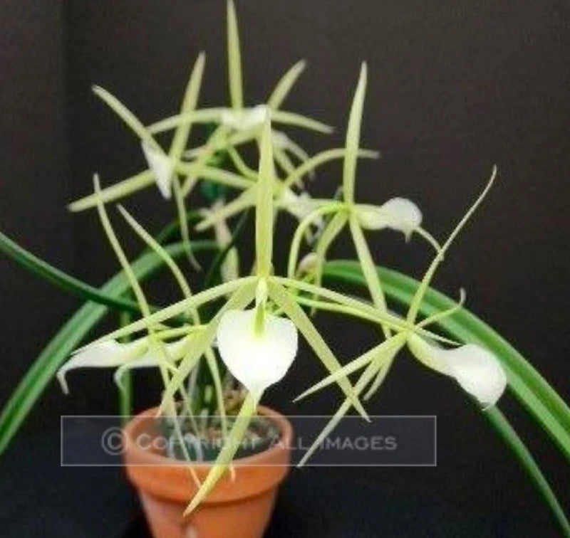 Potted orchid plant with white star-like blooms and long green leaves