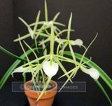 Brassavola subulifolia x B.fragrans. Large blooming size near specimen size... Orchids