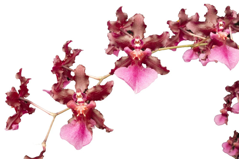 Onc_SHARRY BABY_chocolate fragrance blooms easy grow orchid (NOT in-bud/bloom),to Orchids