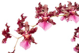 Onc_SHARRY BABY_chocolate fragrance blooms easy grow orchid (NOT in-bud/bloom),to Orchids