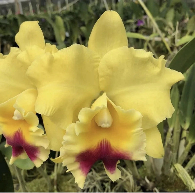 Yellow orchid flowers with magenta centers