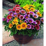 30+ Frosty Kiss Mix Gazania / Drought Tolerant / Annual Flower Seeds Flowering Plants