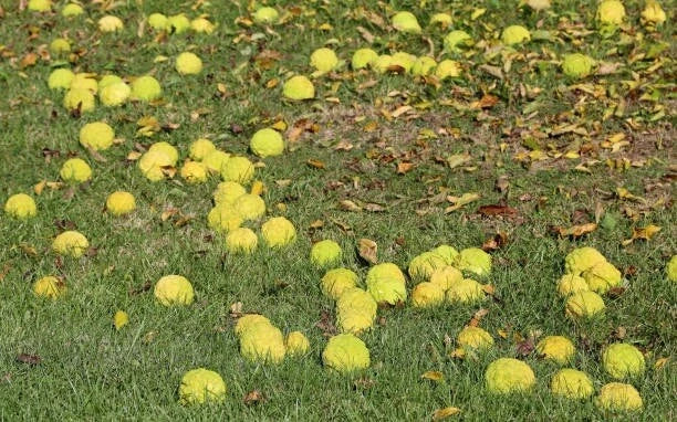 OSAGE ORANGE TREE SEEDS (Maclura Pomifera) Hedge Apple, 20 Seeds. Free shipping. Flowering Plants