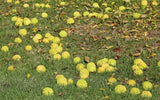 OSAGE ORANGE TREE SEEDS (Maclura Pomifera) Hedge Apple, 20 Seeds. Free shipping. Flowering Plants