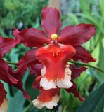 Red and orange orchid bloom with white lip and yellow center