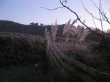 Photo 6x4 Winter pampas grass Bridgend/NR7937  c2007 Pampas Grass