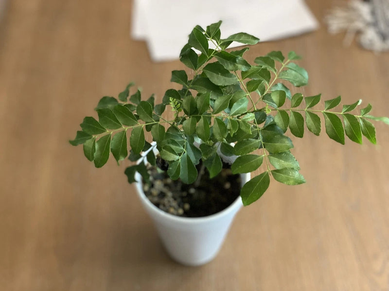 Organic Live Curry Leaf Plant 6+ Inches for Planting Green Plant