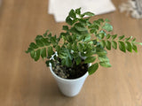 Organic Live Curry Leaf Plant 6+ Inches for Planting Green Plant