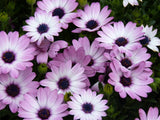 200+ White & Purple Cape Daisy Seeds for Garden Planting - USA - FREE SHIPPING! Garden Plants
