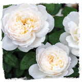 Bolero Rose Plant 1.5 Gallon Potted Very Fragrant Blush White Flowers Own-Root Flowering Plants