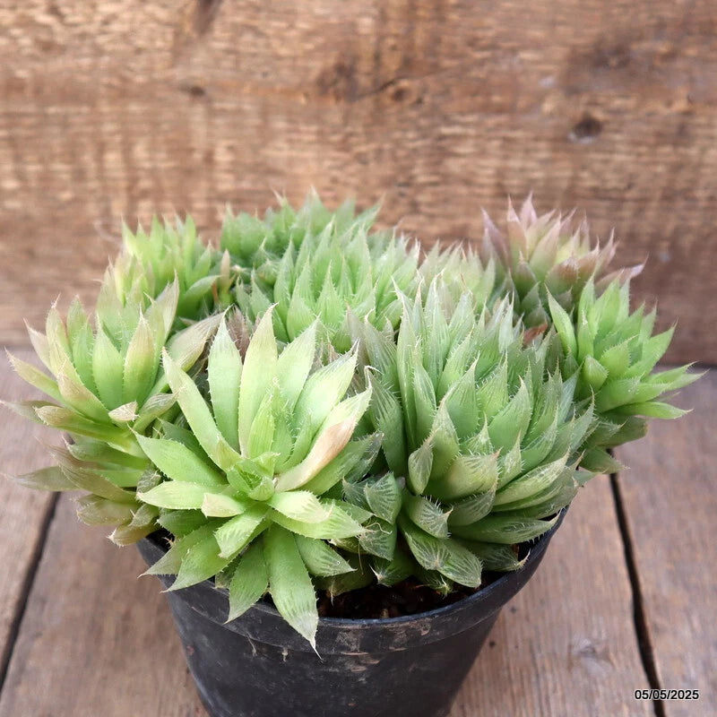 Haworthia cymbiformis cactus plant in black pot with green rosette leaves