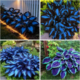 Mixrug 150+ Hostas Seed Midnight Blue for Planting Outdoors-Rare Mixed Flowering Plants