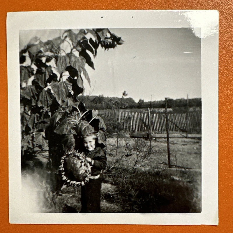 VINTAGE PHOTO Gigantic Sunflower Child With Flower 1950s Original Snapshot Sunflower