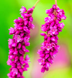 10 KISS ME OVER THE GARDEN GATE Polygonum Orientale Persicaria Pink Flower Seeds Garden Plants