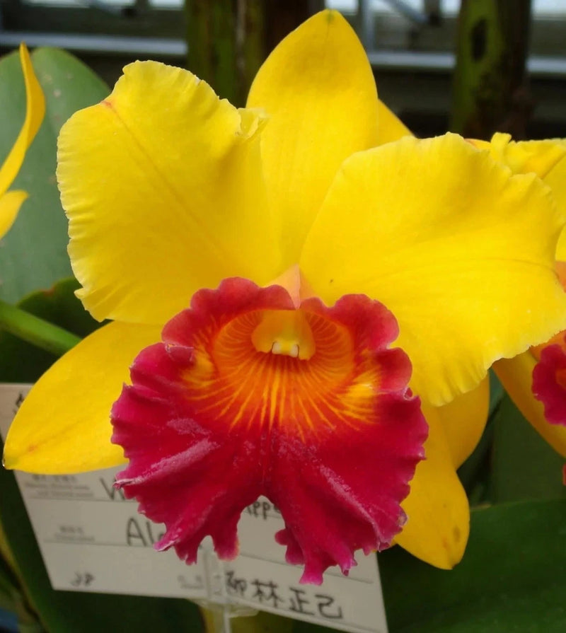 Yellow and red orchid flower in a small pot