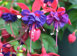 Blue Eyes Fuchsia Live Starter Plant - 2-5" Tall - Fuchsia Hybrida - Zone 8-10 Green Plant