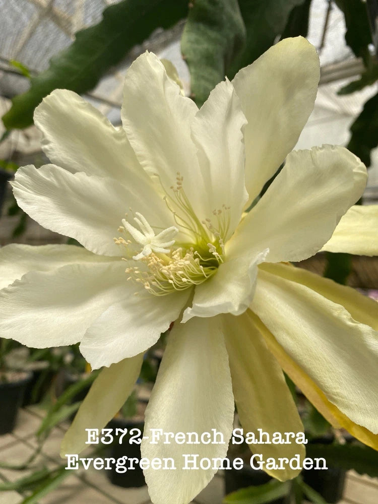 Orchid cactus bloom with pale cream, star-shaped petals and yellow center