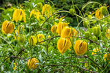 10 YELLOW CLEMATIS Tangutica 'RADAR LOVE' Flower Vine Seeds *Flat S/H Flowering Plants