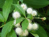 5 Buttonbush Plant 12-24" Tall Bare Root Shrub Cephalanthus occidentalis Green Plant