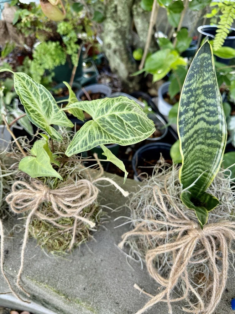 kokedama Live plant Orchids