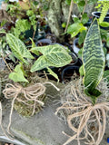 kokedama Live plant Orchids