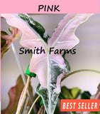 3 Seeds Alocasia Pink Version house plant garden flowers Easy to Grow Planting Garden Plants
