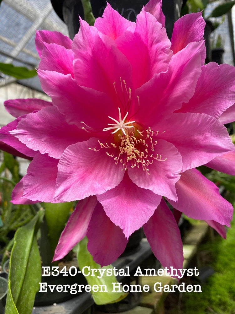 Pink orchid cactus flower on a green stem growing in a 4 in starter pot