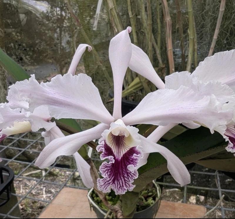 White orchid flower with purple ruffled throat in a pot