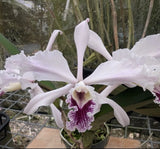 Cattleya crispa Flamea ÔBaronessaÕ X Self Merlot White Orchid Eros 4.5Ó RePot Orchids