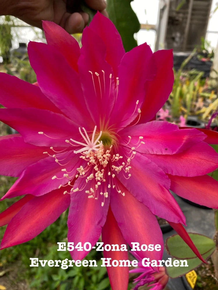 Orchid cactus flower with vibrant pink petals and long stamens, in small pot