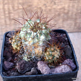 D3525 COPIAPOA TENEBROSA pot10-H7-W8 cm MaMa Cactus Green Plant