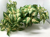 Hanging Silk Plant Natural Looking Coleus (?) Moss Terracotta Pot Tropical 36" Green Plant