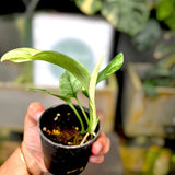 Scindapsus Treubii Moonlight Mint Variegated Jungle Plant Green Plant