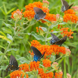 75+ BUTTERFLY WEED MILKWEED SEEDS FRESH FOR YOUR FLOWER GARDENS Garden Plants