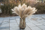 Dried Pampas Grass Phragmites ,32PCS Reed Grass Nature Dehydrated Shrubs Plants Dried Flower