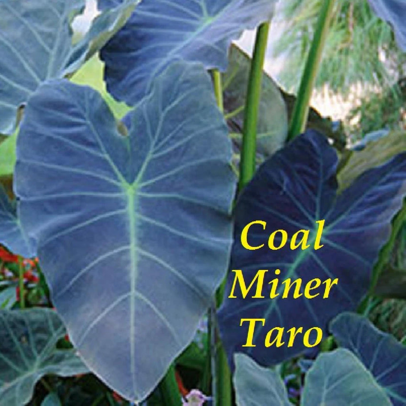 Ornamental elephant ear taro plant with large blue-green heart-shaped leaves