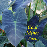 ~COAL MINER TARO~ Colocasia esculenta ORNAMENTAL ELEPHANT EAR Live potted Plant Orchids