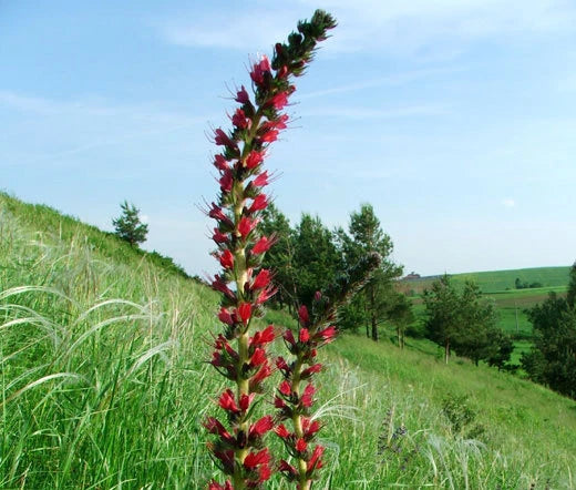 VIPER'S BUGLOSS RED RUSSIAN Echium Russicum Rubrum - 50 Bulk Seeds Garden Plants