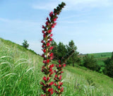 VIPER'S BUGLOSS RED RUSSIAN Echium Russicum Rubrum - 50 Bulk Seeds Garden Plants