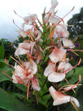 2x Hedychium butterfly ginger rhizomes, Tropical Lily. Easy to care for plant. Lily