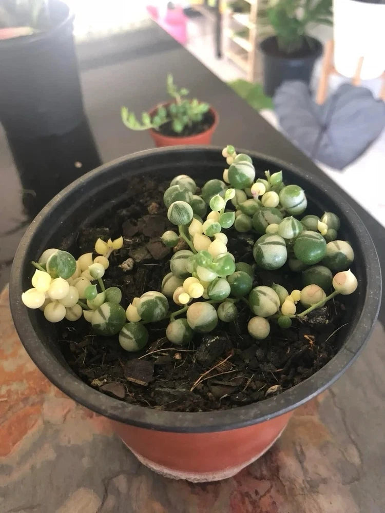 Variegated string of pearls succulent plant in terracotta pot, green and cream beads