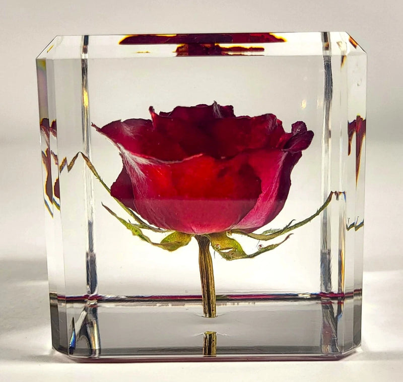 Red preserved rose encased in clear lucite cube