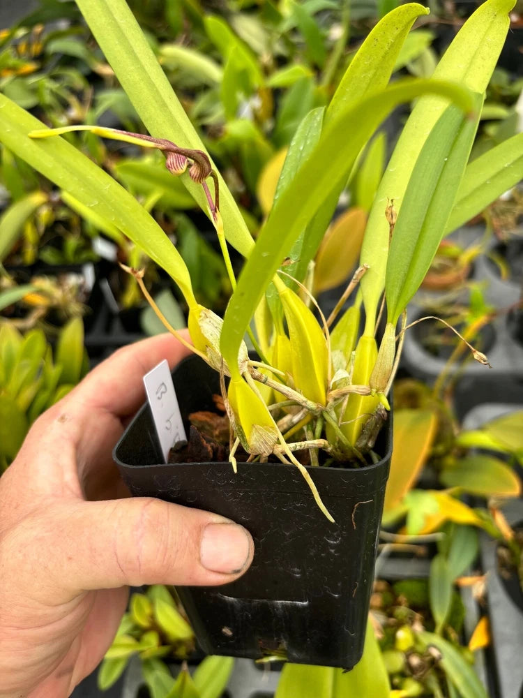 Orchid bulb plant in black pot with green leaves and shoots
