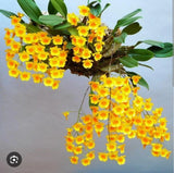 Dendrobium Lindleyi Honey Fragrance Yellow Flowering Orchid Live Plant Orchids
