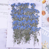 Bulk 50PCS Real Pressed Dried Flower, blue Forget me not Flower leaves FCD13 Dried Flower
